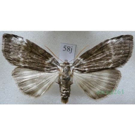 Tetheella fluctuosa (Hübner, 1803) Falica zmiennica Czech58j